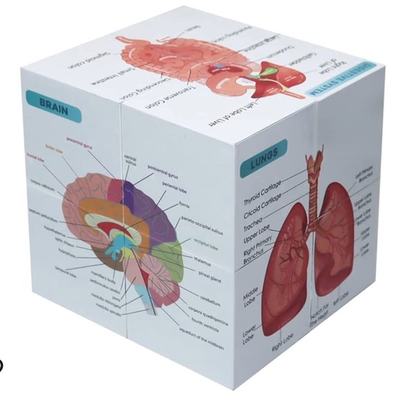 Human anatomy cube - Picture 1 of 6